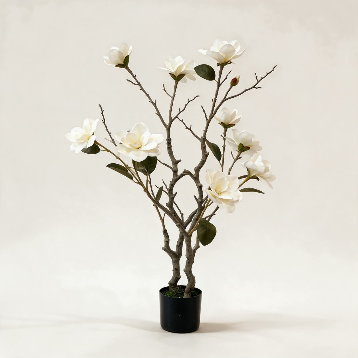 Artificial magnolia tree with large creamy-white blooms and dark green leaves on bare forked branches, in a black pot on a warm off-white background