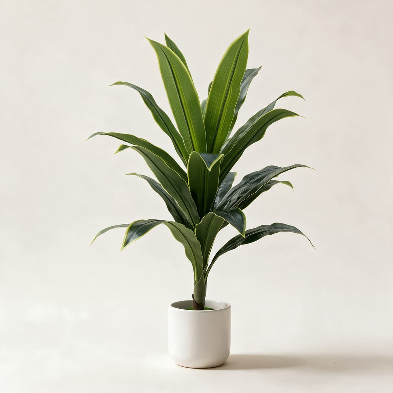Artificial dracaena about 1 metre tall with long arching green leaves edged in pale yellow-green, in a white ceramic planter on a warm off-white background