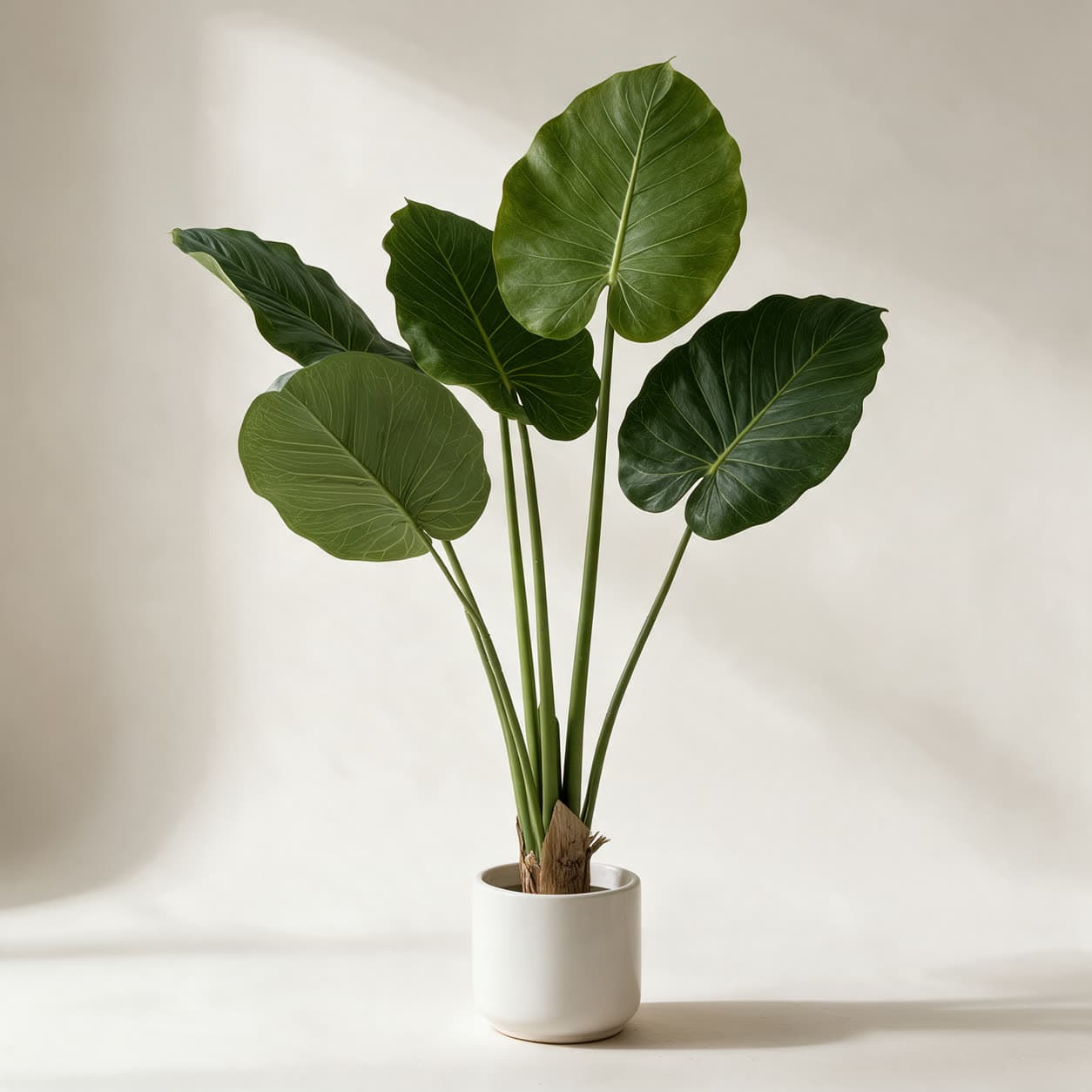 Artificial giant taro plant about 1.3 metres tall with very large heart-shaped green leaves on tall stems, in a white ceramic planter on a warm off-white background